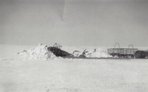 Feeding cattle after a blizzard.