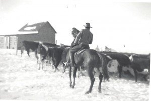 Glen with bulls.