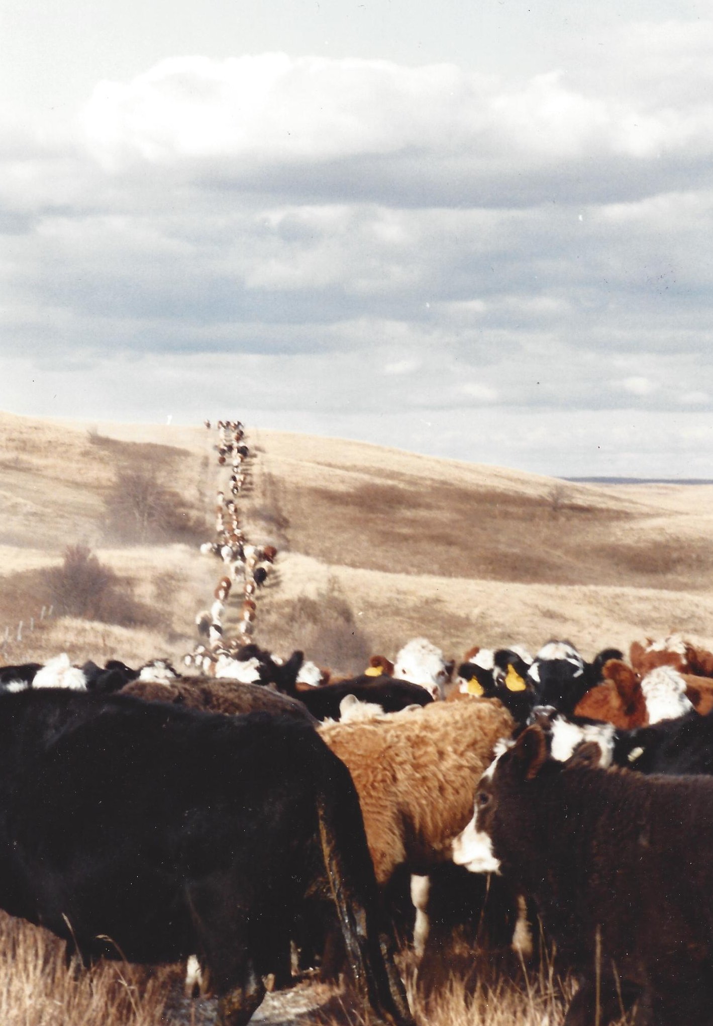 Bringing cattle home in the fall.